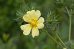 Sulphur cinquefoil